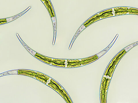 Algae under microscopic view x40, Closterium, Charophyta, Green algae, pattern background