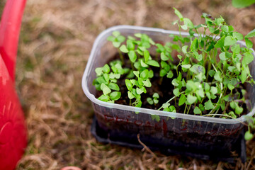 Basil seedlings on the potting bench, working on farm, Work in the garden in spring, home gardering, eco.