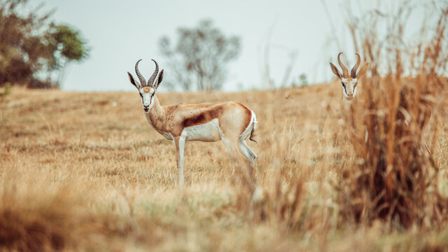 springbuck in Africa