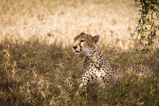 Cheetah resting in the grass during safari at Serengeti National Park in Tanzania. Wild nature of Africa..