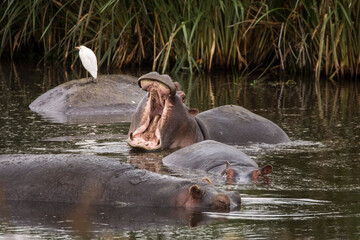 Hippopotamus with mouth open near others in the water during safari in Ngorongoro National Park, Tanzania. Wild nature of Africa