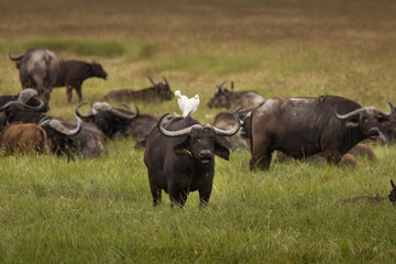 Naklejka na ściany i meble Buffalo in the grass during safari in Ngorongoro National Park in Tanzani. Wilde nature of Africa..