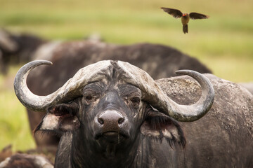 Buffalo in the grass during safari in Serengeti National Park in Tanzani. Wilde nature of Africa.