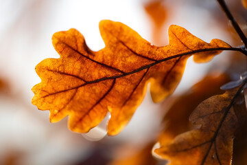Oak leaf (Quercus). Colorful close up of wet translucent autumn leaf with veins and structure details in orange and brown backlit by warm morning sunlight in Tübingen Germany after rainy night.