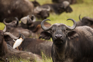 Fototapeta premium Buffalo in the grass during safari in Serengeti National Park in Tanzani. Wilde nature of Africa.