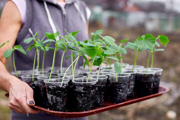 Woman holding box with seedlings of cucumb vegetables, working on farm, Work in the garden in spring, home gardering, eco.