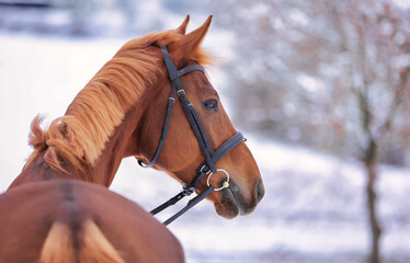Horse head portraits in snowy nature with bridle. Photographed over the croup, horse looks to the...