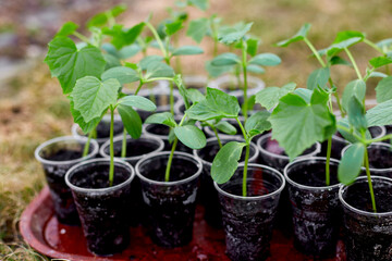 Box with seedlings of cucumber vegetables, working on farm, Work in the garden in spring, home gardering, eco.
