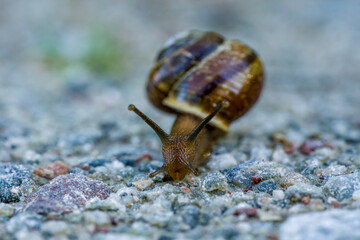 Close up of a snail with shell, crawling towards the camera