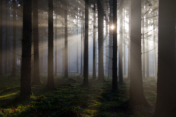Sunrays at sunrise in a dark pine forest, sun between treestems