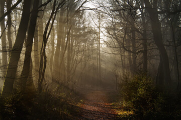 Early sunlight falls on a path through a wintry forest, covered with fallen leaves