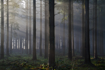 Obraz premium Sunrays at sunrise in a dark pine forest 