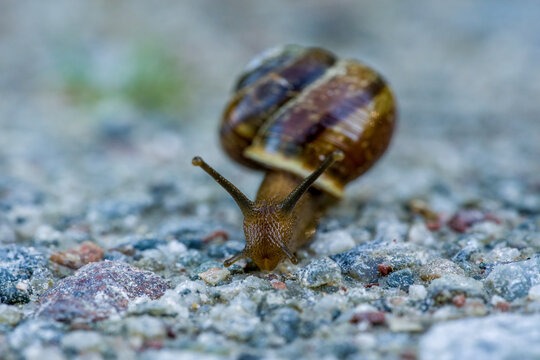 Schneckenkopf Bilder Durchsuchen 5,672 Archivfotos,
