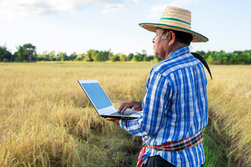 Smart elderly farmer on rice field with laptop computer.