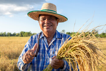 Smiling elderly Asian farmer wearing a shirt and hat stands in a rice field with thumbs up in countryside Thailand.