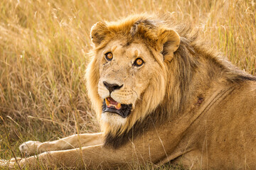 Closeup of a lion resting in the grass during safari in Serengeti National Park, Tanzania. Wild nature of Africa..