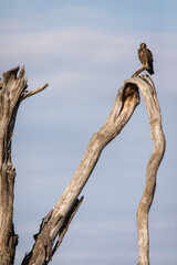 Hawk resting on a tree in Serengeti National Park in Tanzania during safari with blue sky in background