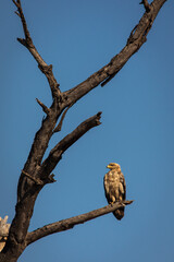 Hawk resting on a tree in Serengeti National Park in Tanzania during safari with blue sky in background. Wild nature of Africa