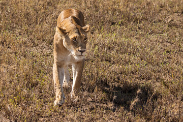Closeup of a lioness coming straight to camera in the grass during safari in Serengeti National Park, Tanzania. Wild nature of Africa..