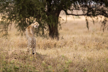 Cheetah in the grass during safari at Serengeti National Park in Tanzania. Wild nature of Africa..
