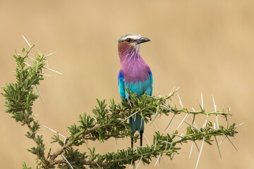 A colorful lilac-breasted roller sitting on tree during safari in Serengeti National Park, Tanzania. Wild nature of Africa.