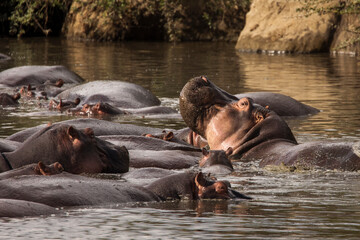 Group of hippopotamus in the water in a beautiful landscape of Serengeti National Park, Tanzania. Wild nature of Africa.