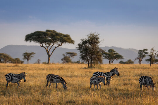 Fototapeta African zebras at beautiful landscape during sunrise safari in the Serengeti National Park. Tanzania. Wild nature of Africa..