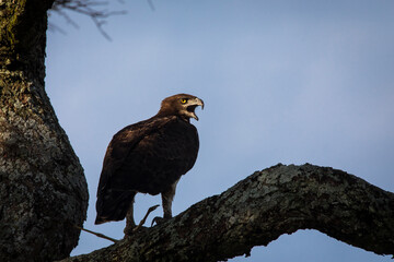Hawk resting on a tree in Serengeti National Park in Tanzania during safari with blue sky in background