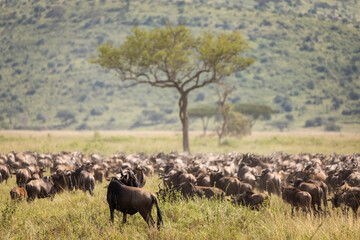 Naklejka na ściany i meble Migration of wildebeast during safari in National Park of Serengeti, Tanzania. Wild nature of Africa.