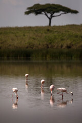 Group of flamingo birds on lake with acacia trees in background during safari in Serengeti National Park, Tanzania. Wild nature of Africa