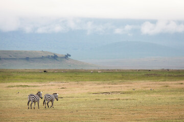 Fototapeta premium Two african zebras at beautiful landscape in the Ngorongoro National Park. Tanzania. Wild nature of Africa..