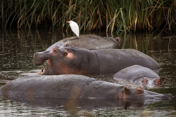 Group of Hippopotamus with shite bird on theme during safari in Ngorongoro National Park, Tanzania. Wild nature of Africa
