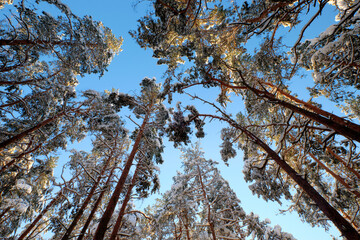 pine tree forest in sunny cold winter day with snow