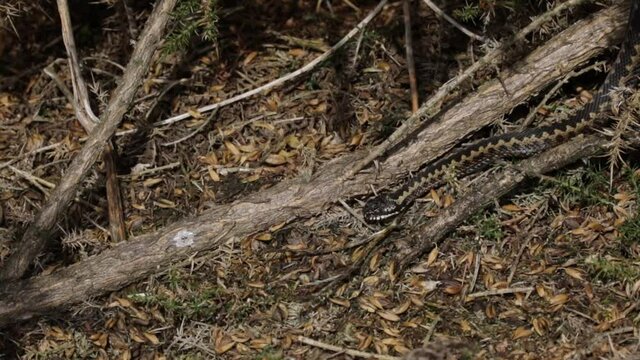 European Adder moving in to a sunny spot to bask
