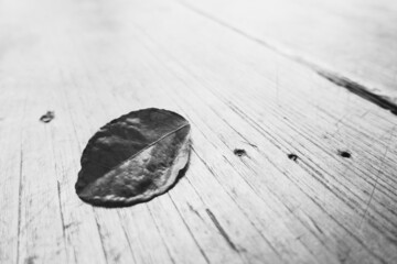 High key of macro close up leaf on wooden floor with abstract black and white background concept