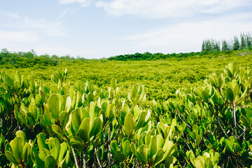 Beautiful green mangrove forest tree in countryside with fresh environment for eco travel tropical asia coast