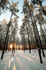 pine tree forest in sunny cold winter day with snow