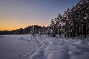 winter sunset in snowy bug and swamp with snow and pine trees