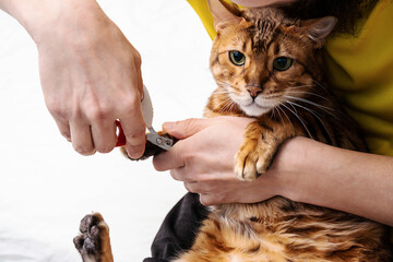 Man shearing cat's claws at home, close-up. Trimming cat nails. Mens hand hold scissors for cutting off domestic cat's claws. - obrazy, fototapety, plakaty