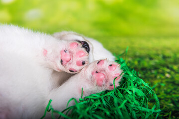 White small Samoyed puppy paws on green grass background