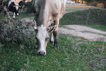 Brown-white cow pasturing with head down to grass in meadow in forest with other cows in background...