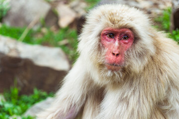 close up of a macaques monkey nagano