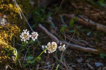 Alpine penny-cress flowers in early spring