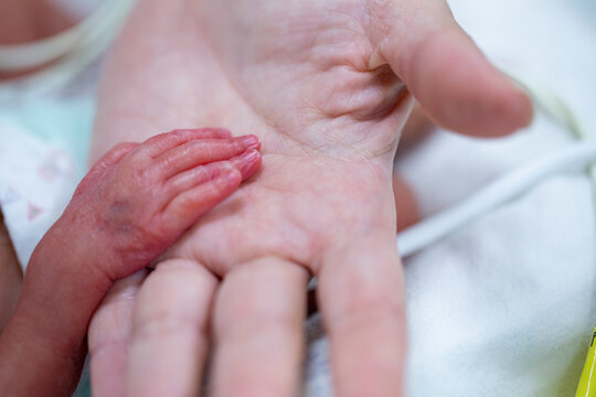 Premature baby hand.Man hand holding infant new born