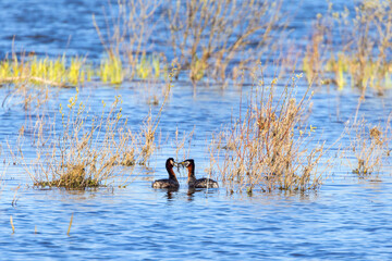 Red-necked grebe courting each other