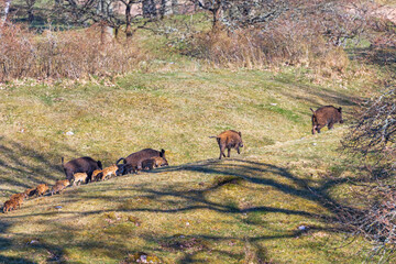 Flock with Wild pigs and young piglets a sunny spring day