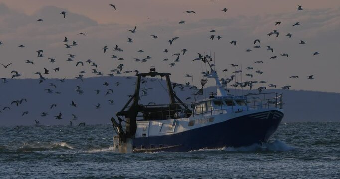 fishing boats coming back to the harbour at sunset, France
