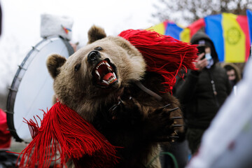 Young woman is wearing bear fur and performs a New Year Romanian traditional ritual (Bears Dance or Dansul Ursilor). - obrazy, fototapety, plakaty