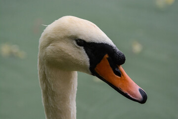 Tête de cygne