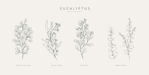 Floral branches of different types of eucalyptus, silver dollar, baby blue, blue gum, seeded. Hand drawn wedding herb with elegant leaves © merfin